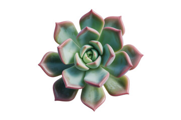 Echeveria succulent plant with pink tips