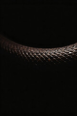 textured surface of a snake's scales. Dark minimalistic abstract background