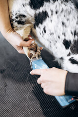 Groomer trims fur to corgi dog
