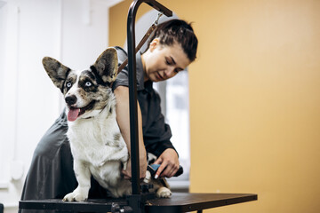 Groomer trims fur to corgi dog