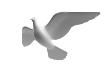 White Dove Flying