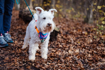 A white Miniature Schnauzer dog on a walk in the forest.