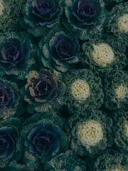 abstract fractal background with cabbage leaves