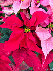 Red and pink poinsettia euphorbia Christmas