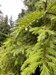 close up of pine needles