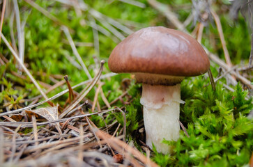 Forest Floor with Wild Mushroom &ndash; Nature Macro