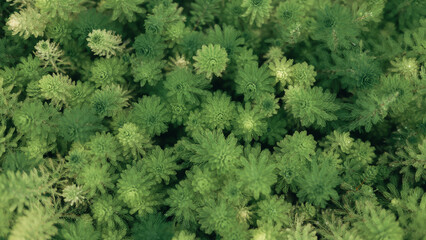 green grass background