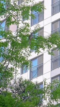 Urban bird perched near apartments