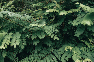 green leaves background