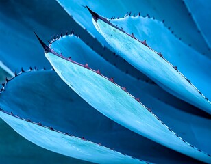 Blue Agave Plant Leaves with Thorns.