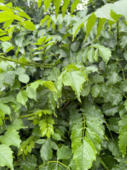 green leaves background