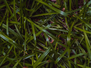 green grass blades background