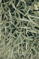 green grass background