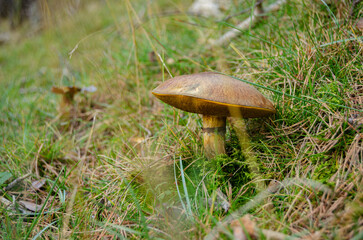 Autumn Forest Floor with Wild Mushrooms &ndash; Macro
