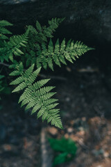 fern leaf in the forest