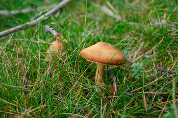 Macro Photography of Forest Wild Fungi