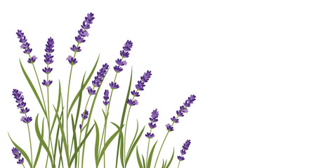 Naklejka premium Beautiful illustration of purple lavender flowers and green stems on the left side of a clean white background.