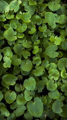 green leaves background