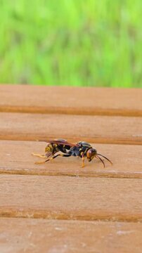 Wasp resting on wooden deck