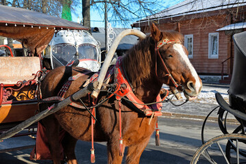 Bay horse in harness on a city street