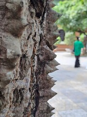 A detailed view of thick protective bark featuring large conical spikes on a tropical tree in an outdoor park setting