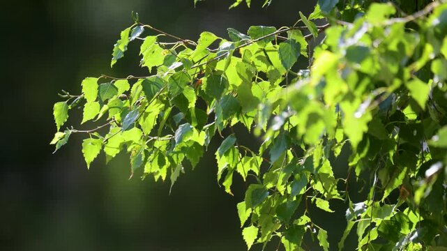 Close-up of birch branches in the rain, illuminated by the sun