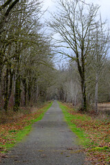 Deserted lonely foot and bike trail in winter with fallen brown leaves and bare trees