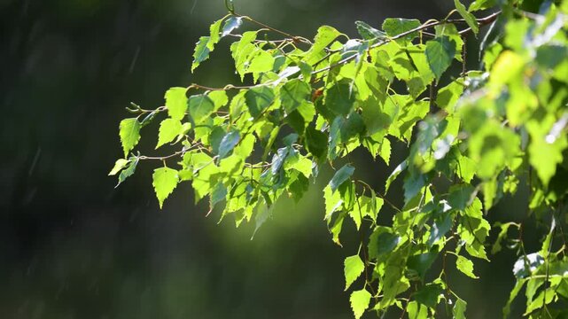 Close-up of birch branches in the rain, illuminated by the sun