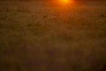 sunset meadow glowing with warm light and soft bokeh, grassy field stretches toward hazy horizon,...