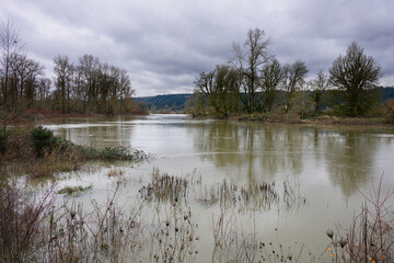 Muddy water of Snoqualmie River in East King County flowing at flood level in winter