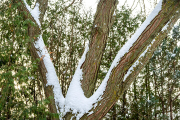 Tree trunks with textured bark and snow accumulated in the forks of the branches