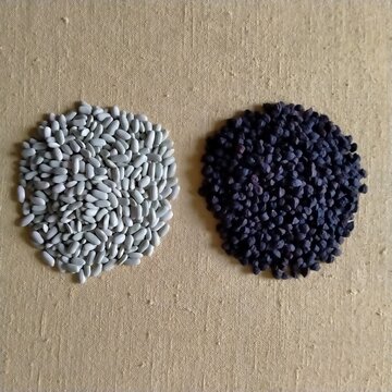 fabas verdinas y garbanzos negros, en dos montones uno al lado del otro. Comidas calientes de oto&ntilde;o-invierno. Legumbres