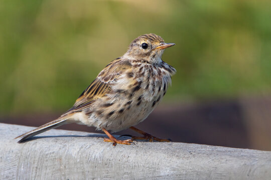 Meadow Pipit (Anthus pratensis) perched, the Netherlands