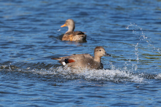 Gadwall (Mareca strepera) just after landing in the water, the Netherlands