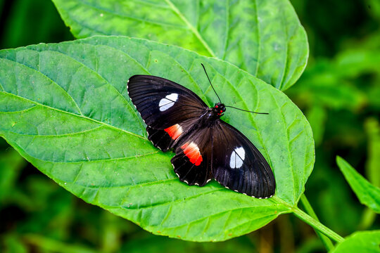 Parides anchises (Papillon)