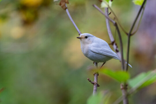Leucistic European Robin (Erithacus rubecula) perched on branch, the Netherlands