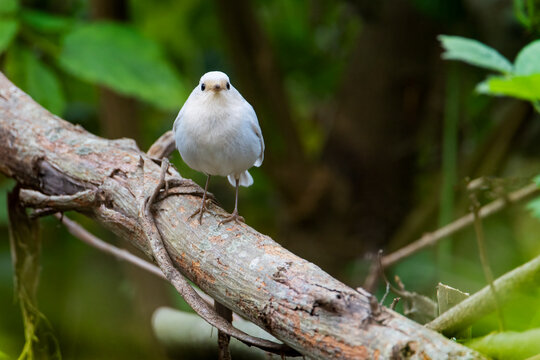 Leucistic European Robin (Erithacus rubecula) perched on branch, the Netherlands