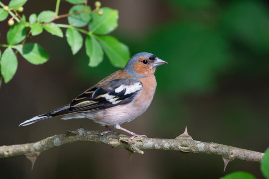 Chaffinch (Fringilla coelebs) on branch, the Netherlands