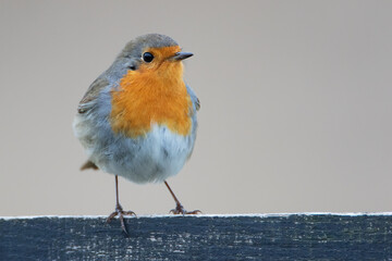 European Robin (Erithacus rubecula) perched on fence