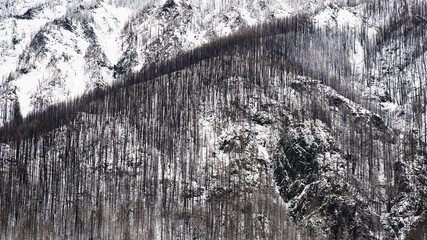 Charred wildfire burned trees stand on rocky snow covered mountainside