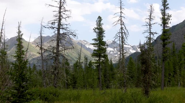 Picturesque mountain valley with forest and snow-capped mountains in the background