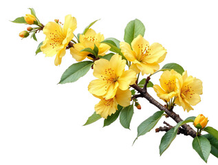 Vibrant yellow flowers with green leaves and buds blooming on a branch against a black background, symbolizing spring, nature's beauty, and new beginnings. Perfect for floral designs.
