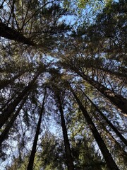 Obraz premium trees in the forest