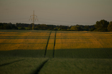 Afternoon green field with converging tractor tracks and distant pylon, crop consultant mapping soil samples, clear geometry, long shadows, textured rows and measured composition