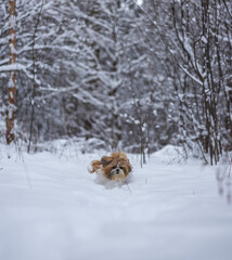 shih tzu dog runs through the snow in a park in winter  