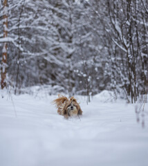 shih tzu dog runs through the snow in a park in winter  