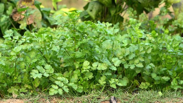 Green Coriander Plants on the Farm.