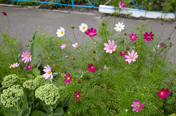 Colorful flowers Cosmos at the city street. Beautiful autumn or summer blooming plant. Family name Asteraceae or Compositae, Scientific name Cosmos Bipinnatus. Selective focus, blurred background