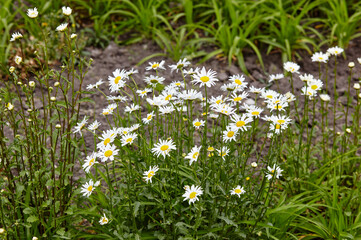Chamomile flowers in bloom at park. Selective focus, blurred background