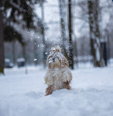 shih tzu dog in a snowfall in the park in winter
